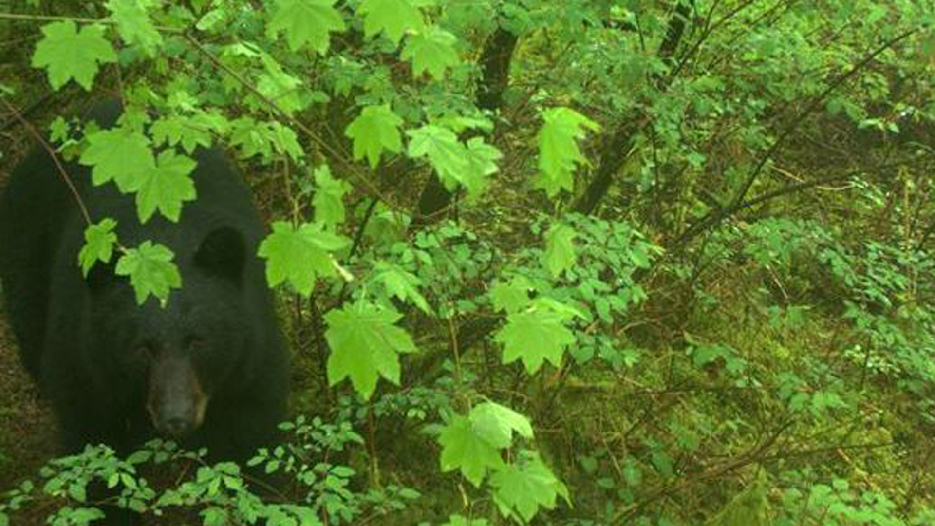 Loophole allows illegal bear hunt involving dogs every year